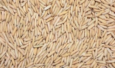 Conab comprará sementes de arroz para doar a agricultores familiares gaúchos