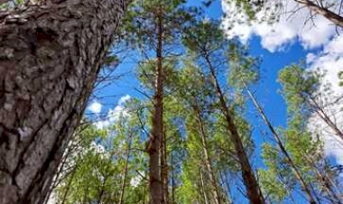 Dia Nacional da Silvicultura: importância para a economia e sustentabilidade