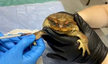 Maus-tratos aos animais: Ministério Público gaúcho investiga caso de sapo encontrado com a boca colada