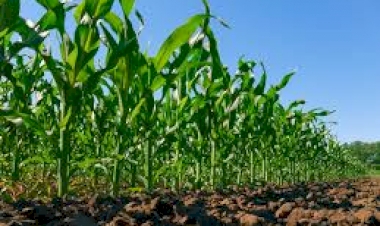 Prefeitura de Getúlio Vargas informa que já  podem ser retirada as sementes do milho Safrinha