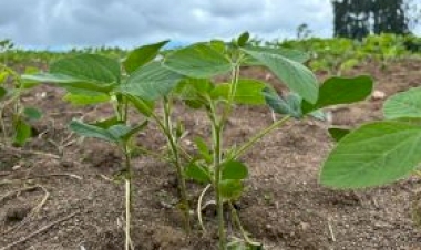 Plantio da soja no RS se aproxima do final