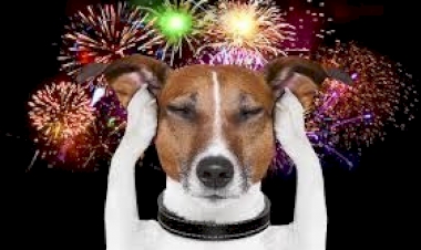 Fogos de Artifício: veterinária do CEUB dá dicas para proteger cães e gatos no Réveillon