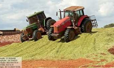 Avança colheita de milho para silagem e os resultados são adequados  