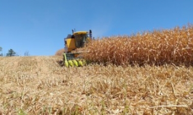 Colheita do milho atinge 8?s lavouras do RS