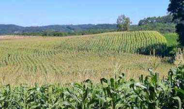 Milho está em plena colheita e atinge 16 por cento área total cultivada