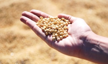 Etapa de enchimento de grãos exige atenção redobrada para bom rendimento da soja