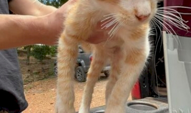 POLÍCIA CIVIL IDENTIFICA AUTORES DE CRIME DE MAUS TRATOS OCORRIDO NA CIDADE DE CRUZALTENSE - 11ª DPRI