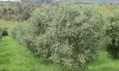 Análises de solo e folhagens são necessárias para os cuidados com pomares