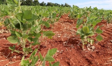 Chuvas aliviam temporariamente o estresse hídrico nas lavouras de soja
