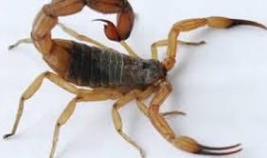 Secretaria da Saúde orienta sobre o controle do escorpião-amarelo no Rio Grande do Sul