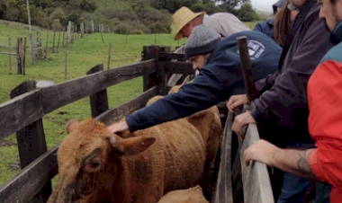 Sanidade animal é estratégica para sustentabilidade da pecuária  