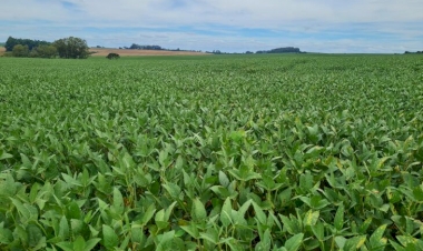 Chuva ameniza situação das lavouras de soja na região
