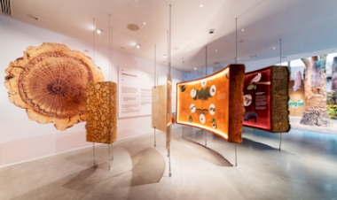 Museu em Portugal explora a história e as utilidades da cortiça