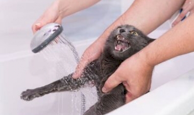Gato pode tomar banho? Veterinária do CEUB revela segredos da higiene dos felinos domésticos