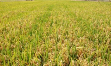 Safra gaúcha de grãos deve atingir 36,34 milhões de toneladas, estima Conab