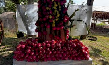 Família Cavalli dá início a colheita da safra de pitaya em Itatiba do Sul