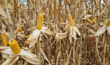 Colheita dos grãos de verão continua no RS, com milho atingindo 74 por cento das lavouras