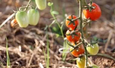 Condições climáticas favoráveis proporcionam boa colheita do tomate