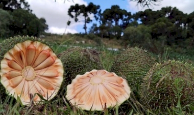 Rio Grande do Sul deve ter safra de 860 toneladas de pinhão em 2025