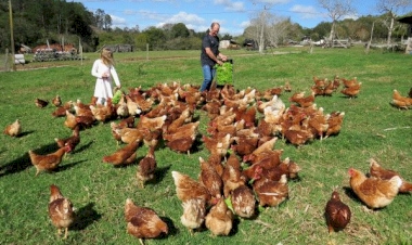 Ovos orgânicos e aves soltas: modelo alternativo avança no Estado