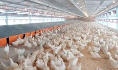 Confirmado no Rio Grande do Sul o primeiro foco de gripe aviária em granja comercial no Brasil