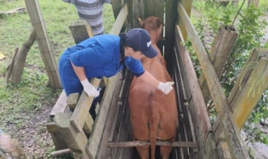 Manejo adequado na bovinocultura de leite para o inverno é foco da Emater/RS-Ascar