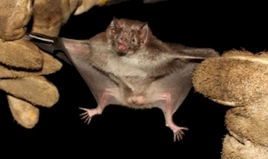 Emater/RS-Ascar orienta produtores sobre riscos da Raiva Herbívora