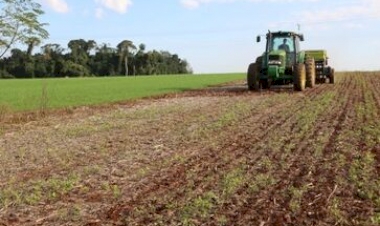 Apesar da umidade no solo, lavouras de trigo têm desenvolvimento satisfatório no RS