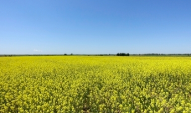 Canola ganha força no inverno e se firma  como cultura estratégica para produtores