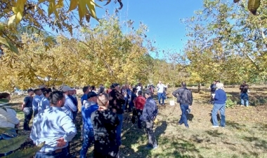 Emater/RS-Ascar promove encontro de produtores de Noz-Pecã