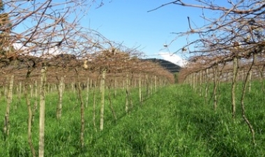 Frio favorece produção de frutas de clima temperado na Serra Gaúcha