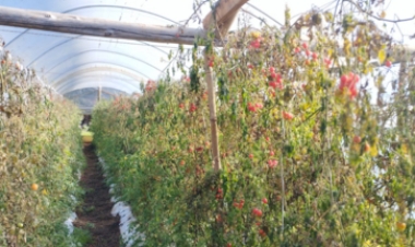 Geada severa causa grandes prejuízos em cultivo protegido de morango e tomate cereja em Machadinho
