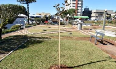 Praça Flores da Cunha recebe novas árvores  em ação de revitalização urbana