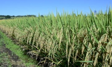 Produção gaúcha de grãos deve chegar a 33,2 milhões de toneladas, estima Conab