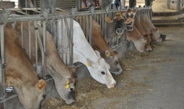 Bovinocultura de leite: produtividade e qualidade impulsionam agricultura familiar no Estado