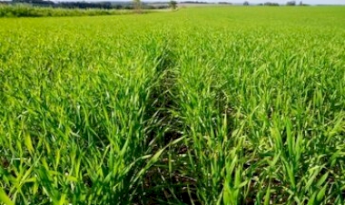 Plantio do trigo no RS chega a 92 por cento da  áresa projetada para esta safra