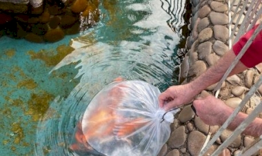 Piscicultores de Muçum repovoam lago com carpas coloridas um ano após as enchentes