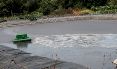 Dia do Suinocultor destaca uso sustentável de dejetos na agropecuária