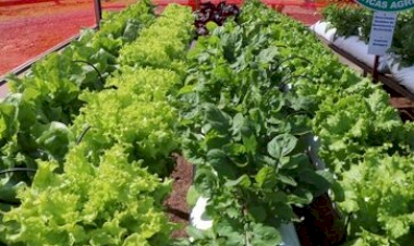 Manejo adequado de olerícolas busca reduzir danos no período de geadas