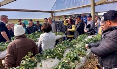 Produtores de morango e frutas vermelhas participam de encontro regional em Erechim