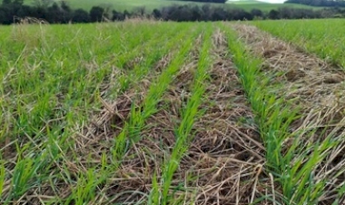 Condições climáticas favorecem lavouras de trigo no Rio Grande do Sul