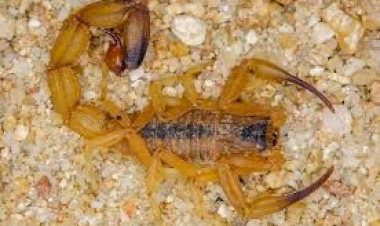 Escorpiões: casos aumentam no Brasil e biólogo do CEUB orienta como agir em situações de risco