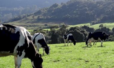 Leite projetado a R$ 2,3712 para o mês de agosto no RS