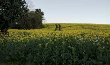 Lavouras de canola apresentam desenvolvimento satisfatório no RS