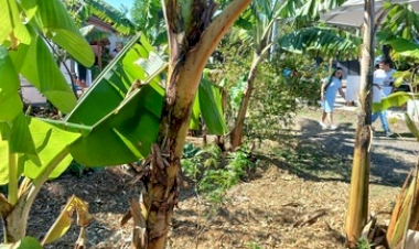 Expointer 2025: Sistema agroflorestal é alternativa para a produção de alimento saudável e sustentável