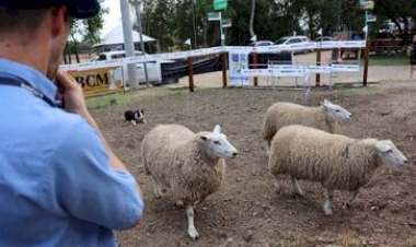 Expointer 2025: Border Collie auxilia agricultores familiares no manejo de rebanhos