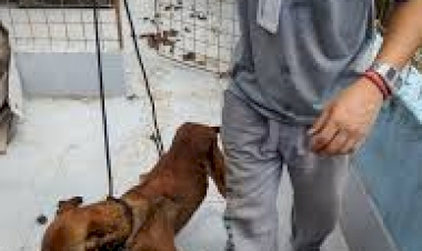 Rio Grande do Sul Operação em Canoas investiga abate irregular de cães na Secretaria de Bem-Estar Animal do município