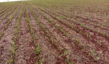 Estabelecimento inicial do milho no RS é satisfatório