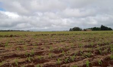 Clima favorece estabelecimento inicial do milho no RS