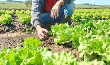 Operação Terra Forte estimula plantio direto de hortaliças no interior do RS